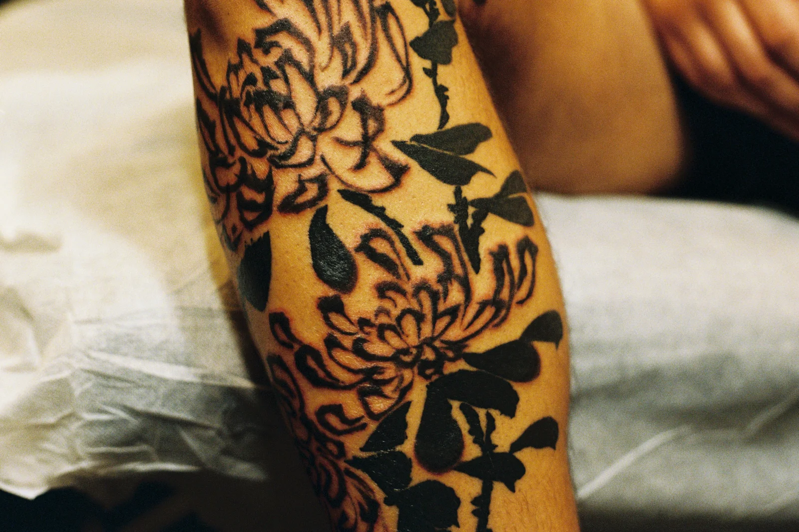 Chrysanthemum — leg — 2025, Image 35