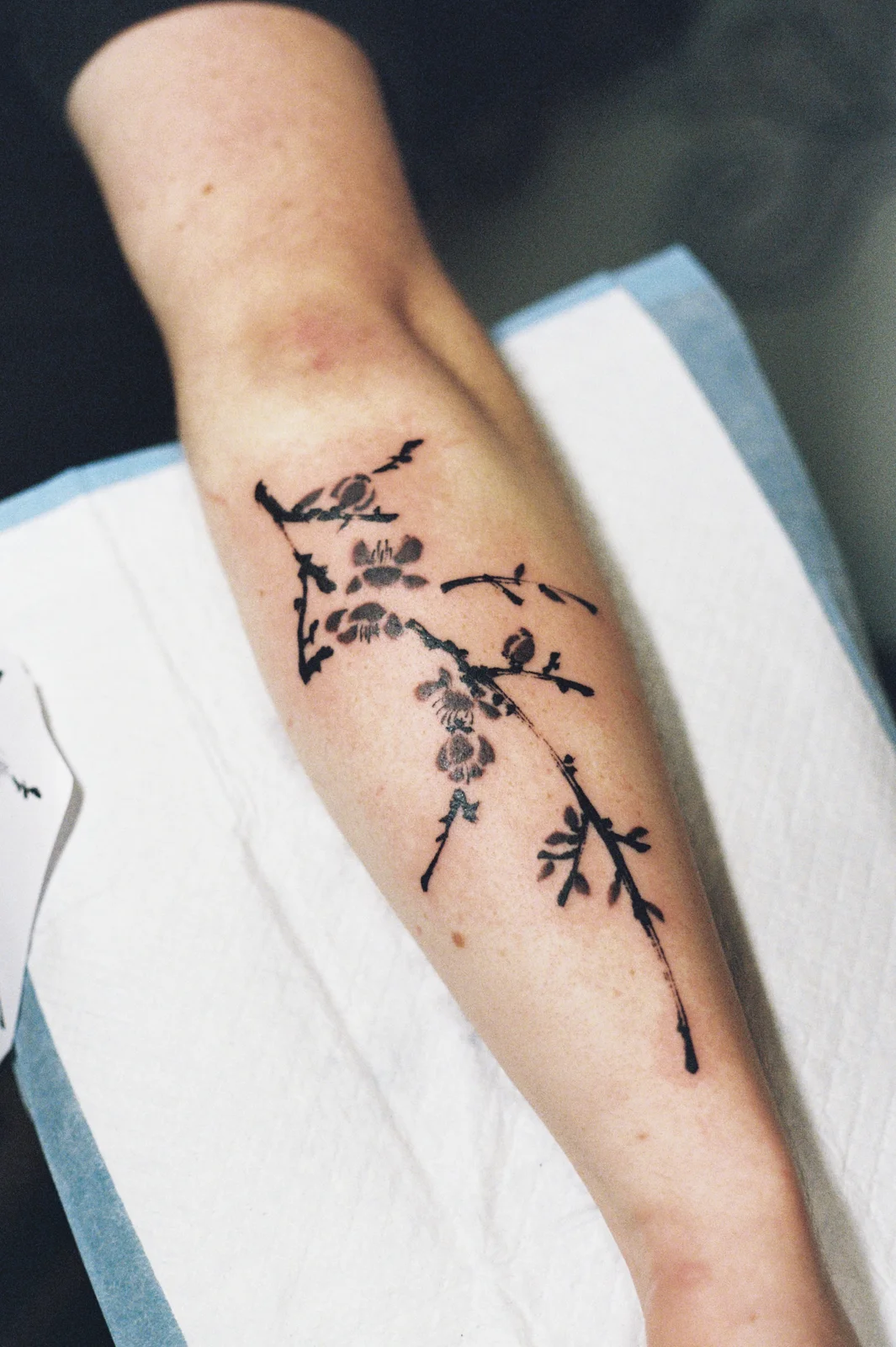 Plum blossom — forearm — 2026, Image 4