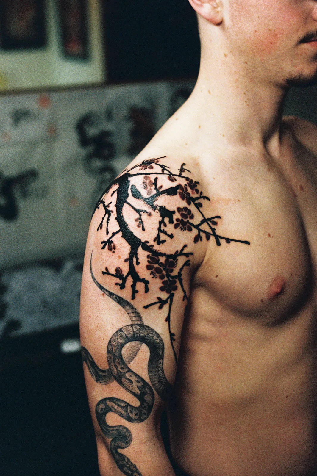 Plum blossom — shoulder — 2026, Image 3