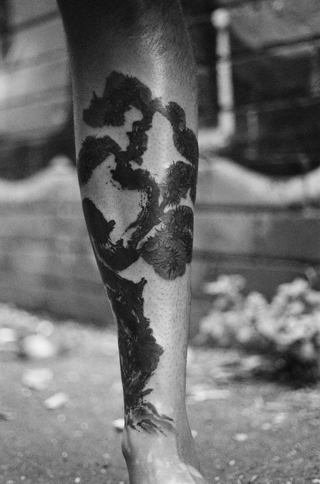 Pine — calf — 2025, Image 19