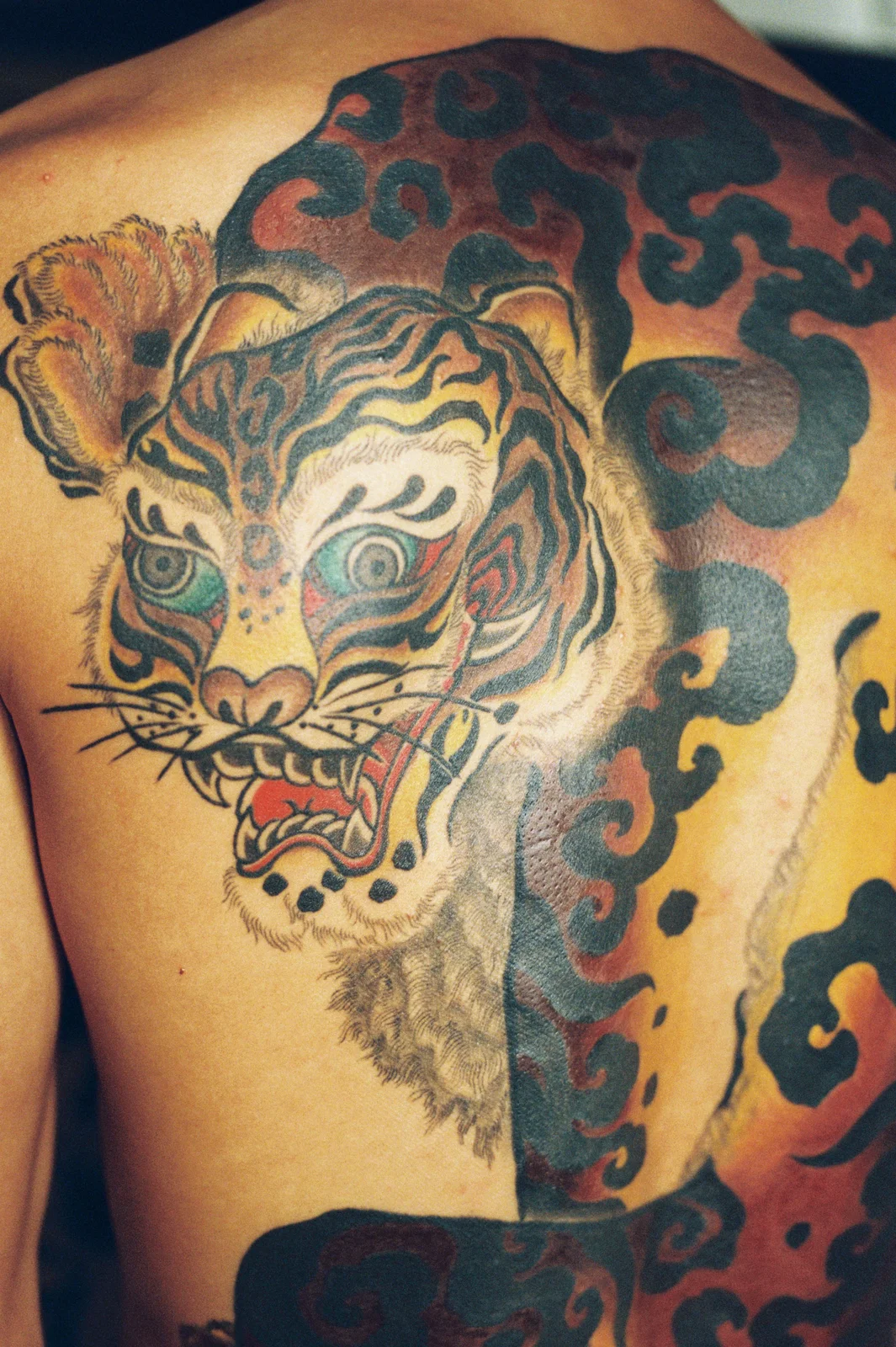 Tiger — back — 2026, Image 4
