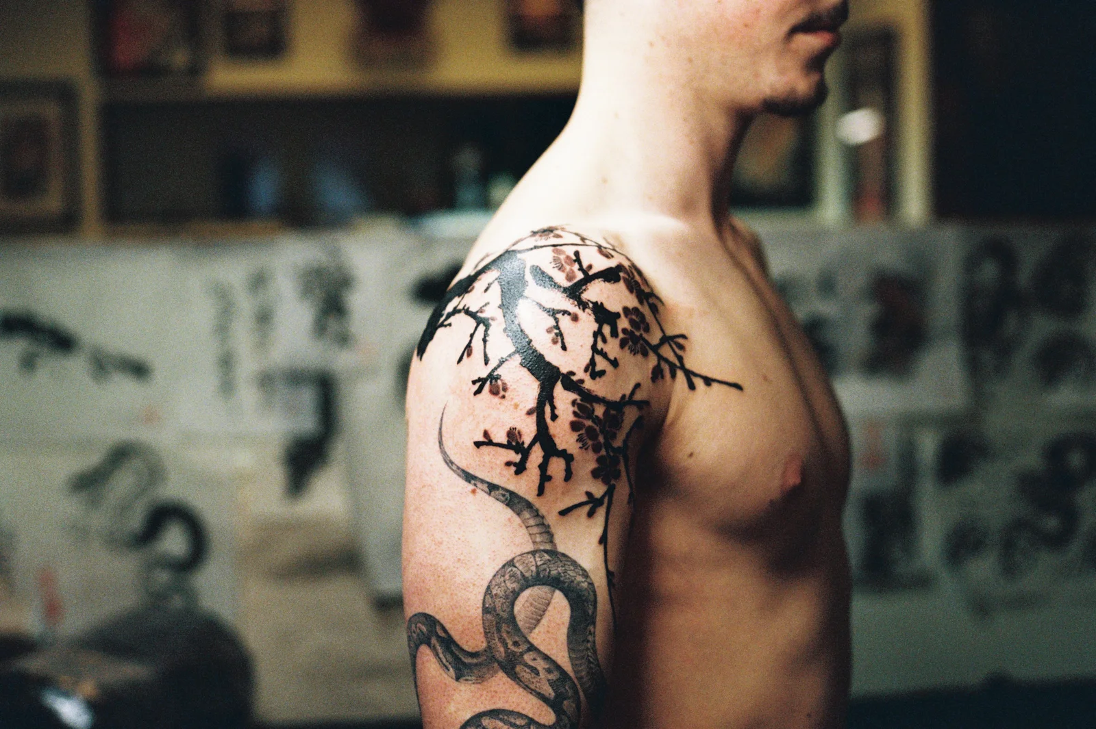 Plum blossom — shoulder — 2026, Image 7