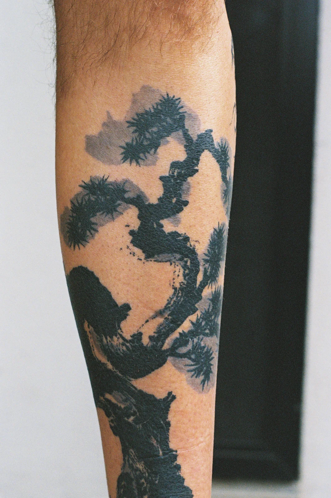 Pine — calf — 2025, Image 8