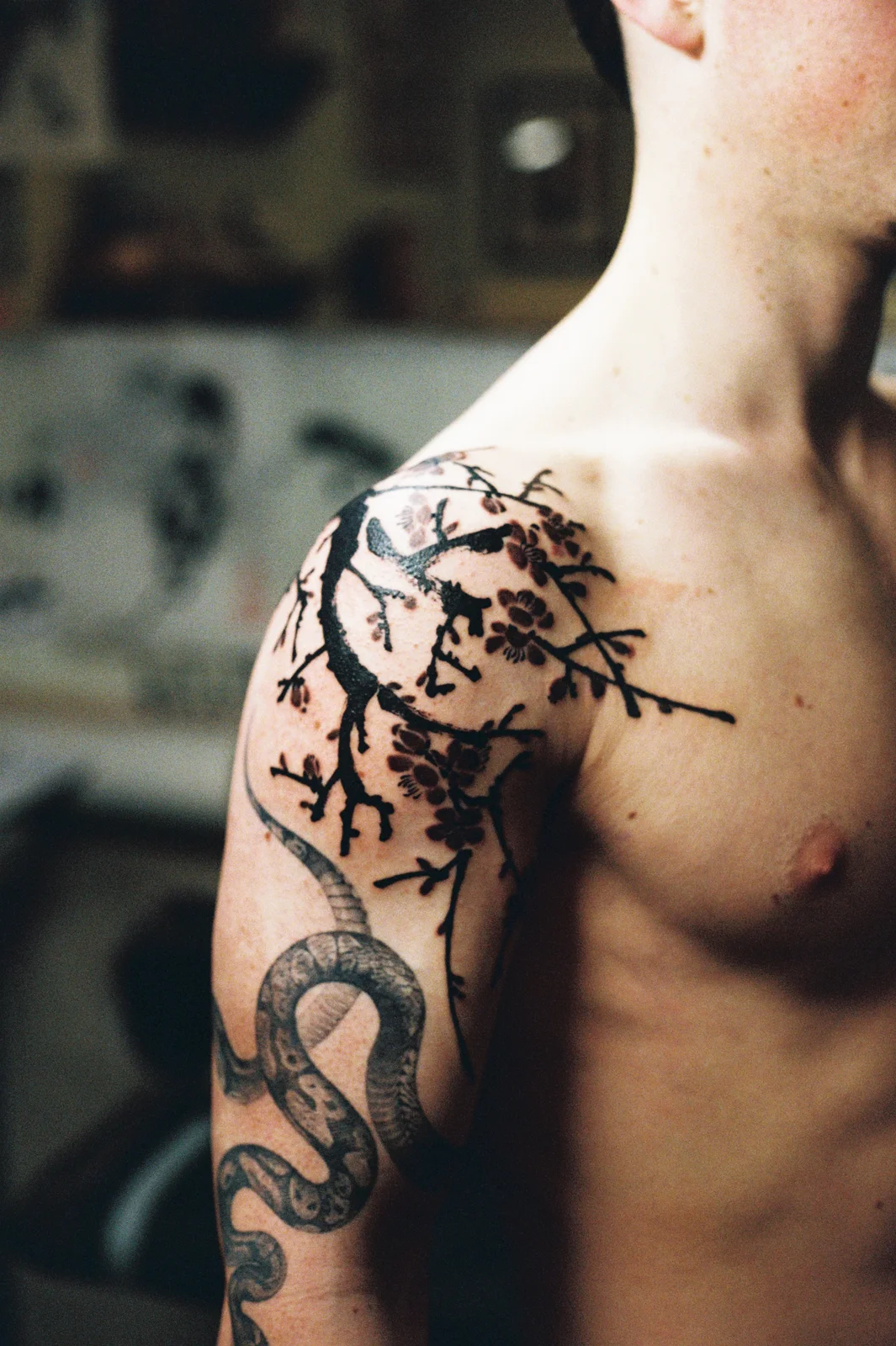 Plum blossom — shoulder — 2026, Image 9